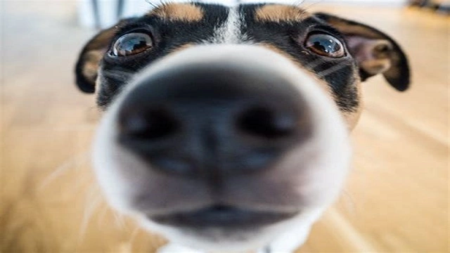 Dog with Nose in Camera
