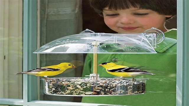 Droll Yankees Window Bird Feeder with Camera